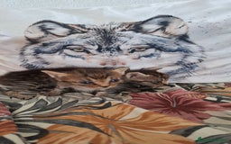 Europeo de Pelo Corto gatos en venta: Gatitos europeos atigrados - Imagen 2