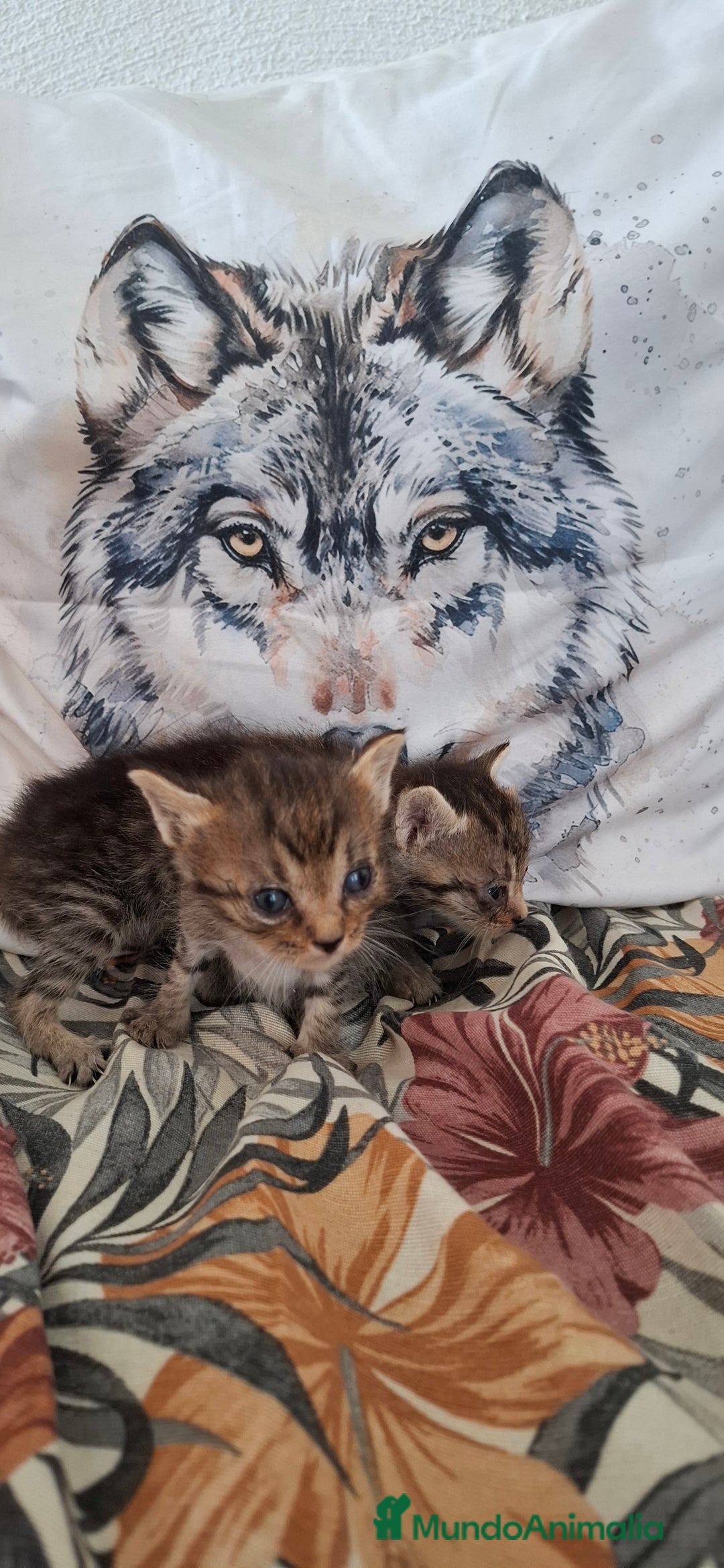 Europeo de Pelo Corto gatos en venta: Gatitos europeos atigrados - Imagen 2