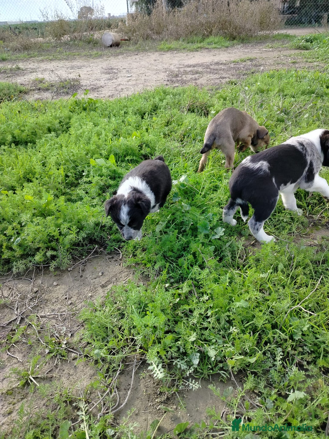 Border Collie perros en venta: BORDER COLLIE - Anuncio 8