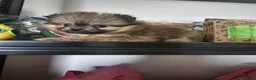 Pomerania perros en venta: CAMADA DE POMERANIA LINIA RUSA  - Anuncio 4
