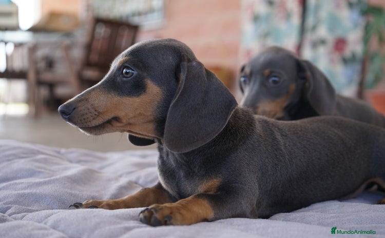 Teckel Miniatura perros - Anuncio 3