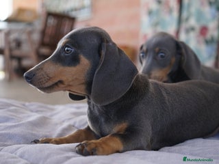 Teckel Miniatura perros - Anuncio 38