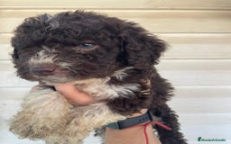 Perro de Agua Español perros en venta: Perro de agua  - Imagen 11