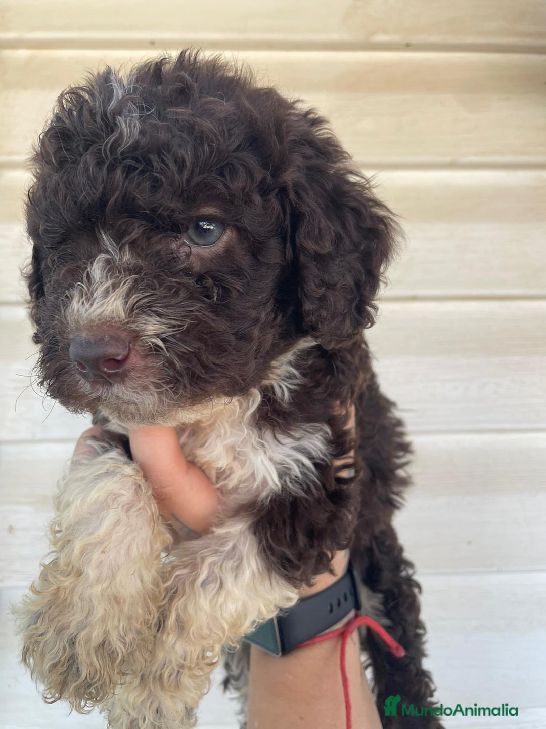 Perro de Agua Español perros en venta: Perro de agua  - Imagen 11