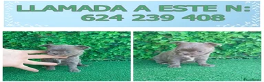 Chihuahua Cachorro 9