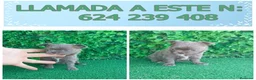 Chihuahua perros en venta: PRECIOSOS CHIHUAHUA RUSO Y ASIÁTICO  - Anuncio 13