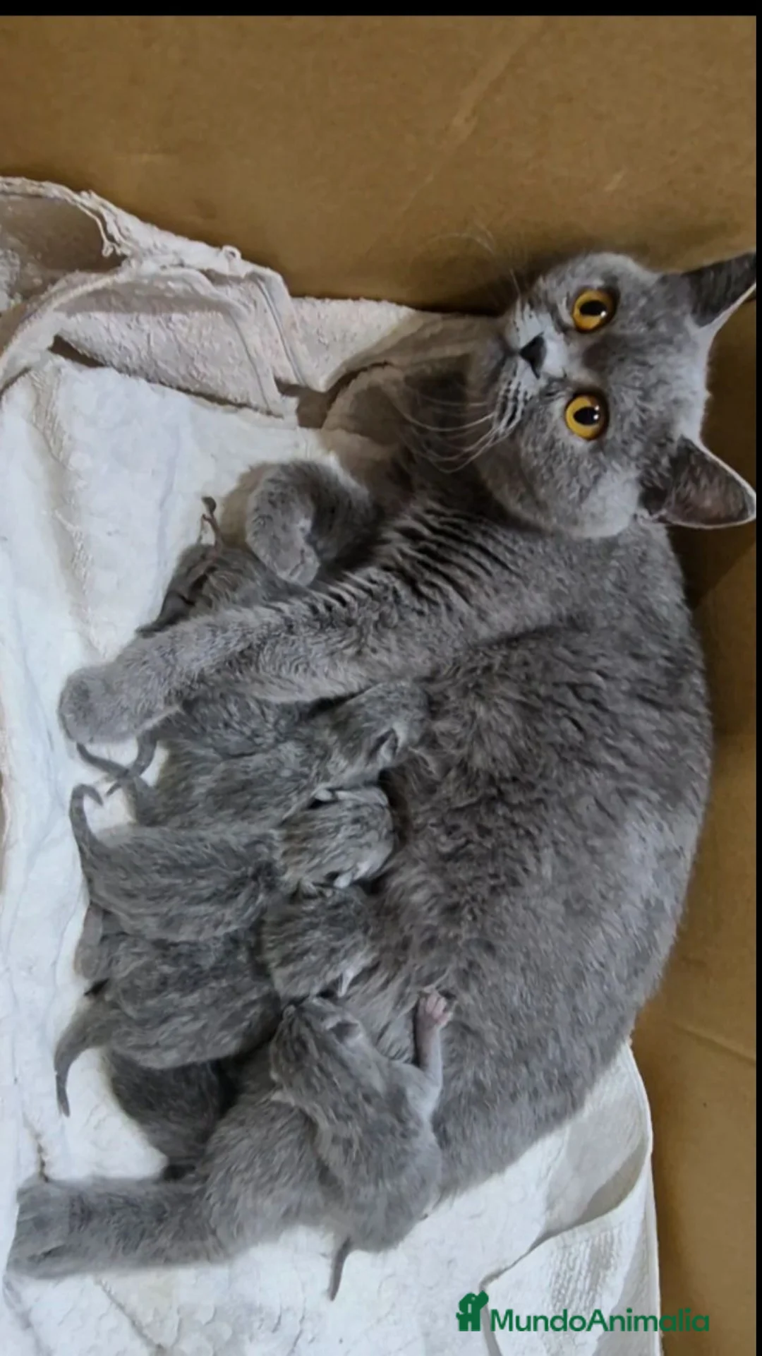 Británico de Pelo Corto Azul gatos en venta: Britanico pelo corto azul - Anuncio 2