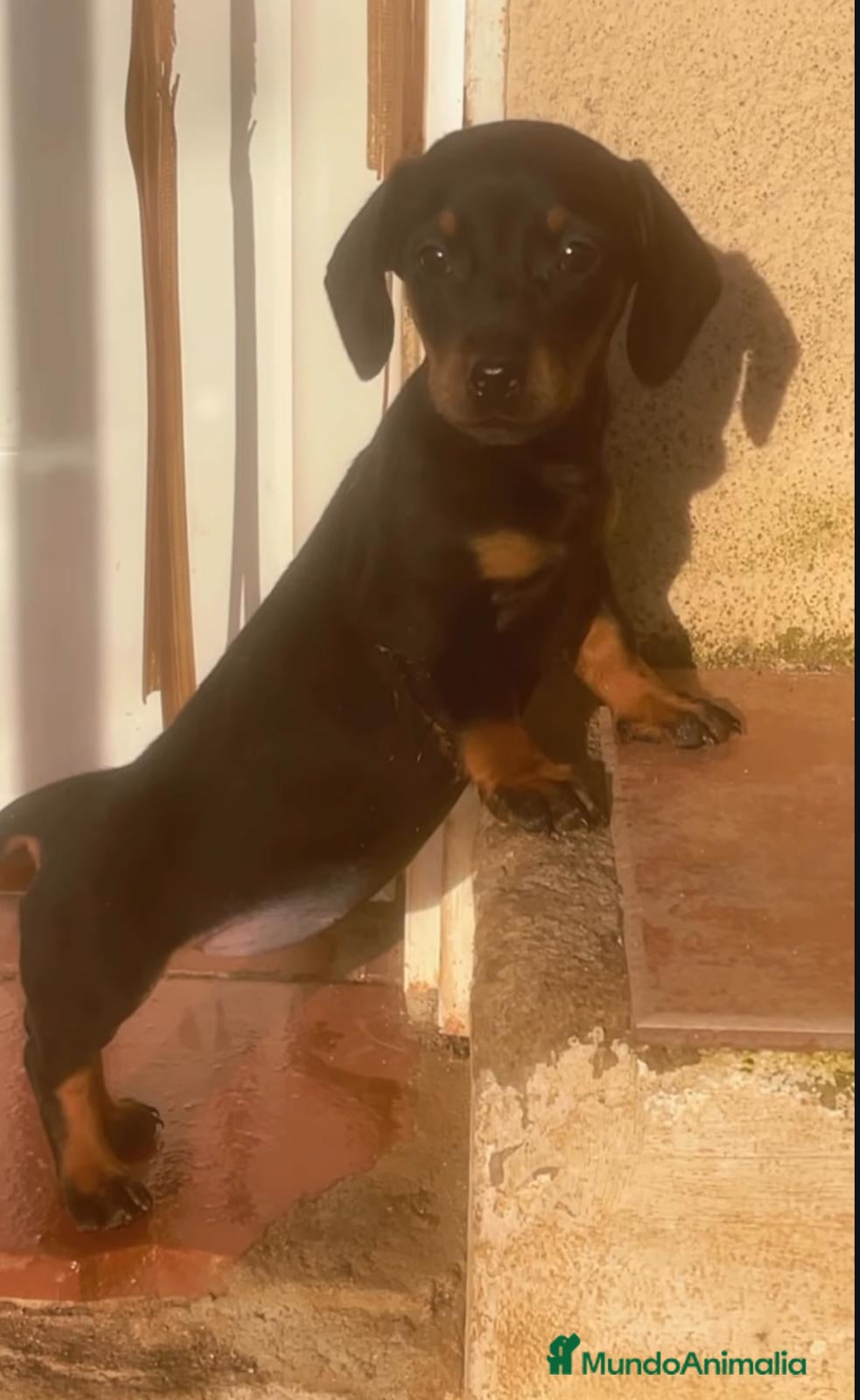 Teckel Miniatura perros TECKEL KANNICHEN ♀️ - Anuncio 27