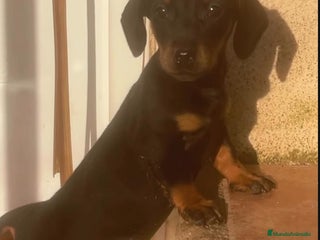 Teckel Miniatura perros TECKEL KANNICHEN ♀️ - Anuncio 2