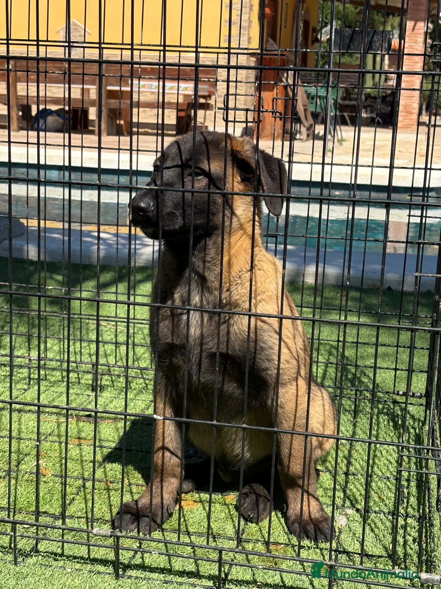Pastor Belga Malinois perros Disponible macho opción a pedigree - Anuncio 3