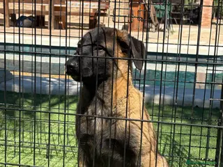 Pastor Belga Malinois perros Disponible macho opción a pedigree - Anuncio 3