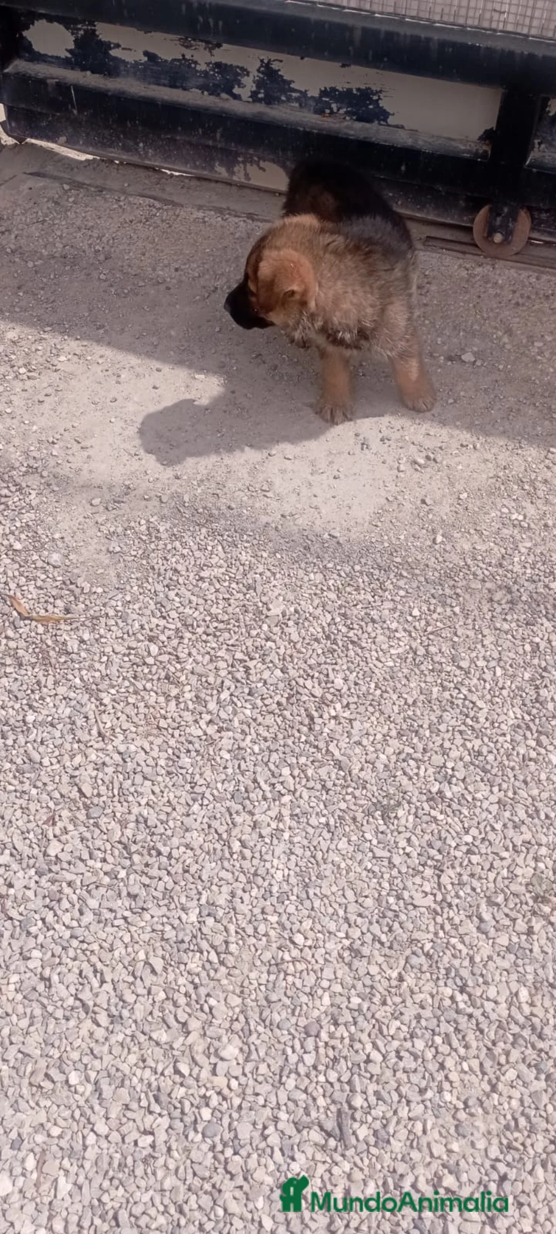 Pastor Alemán perros en venta: Pastor Alemán - Anuncio 5