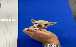 Chihuahua perros en venta: Cachorros Chihuahua 500€ ¡PRECIO REAL! - Imagen 2
