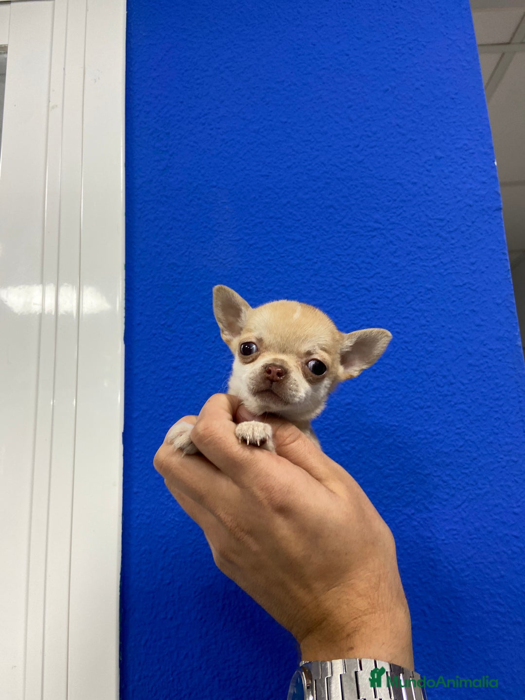 Chihuahua perros en venta: Cachorros Chihuahua 500€ ¡PRECIO REAL! - Imagen 2