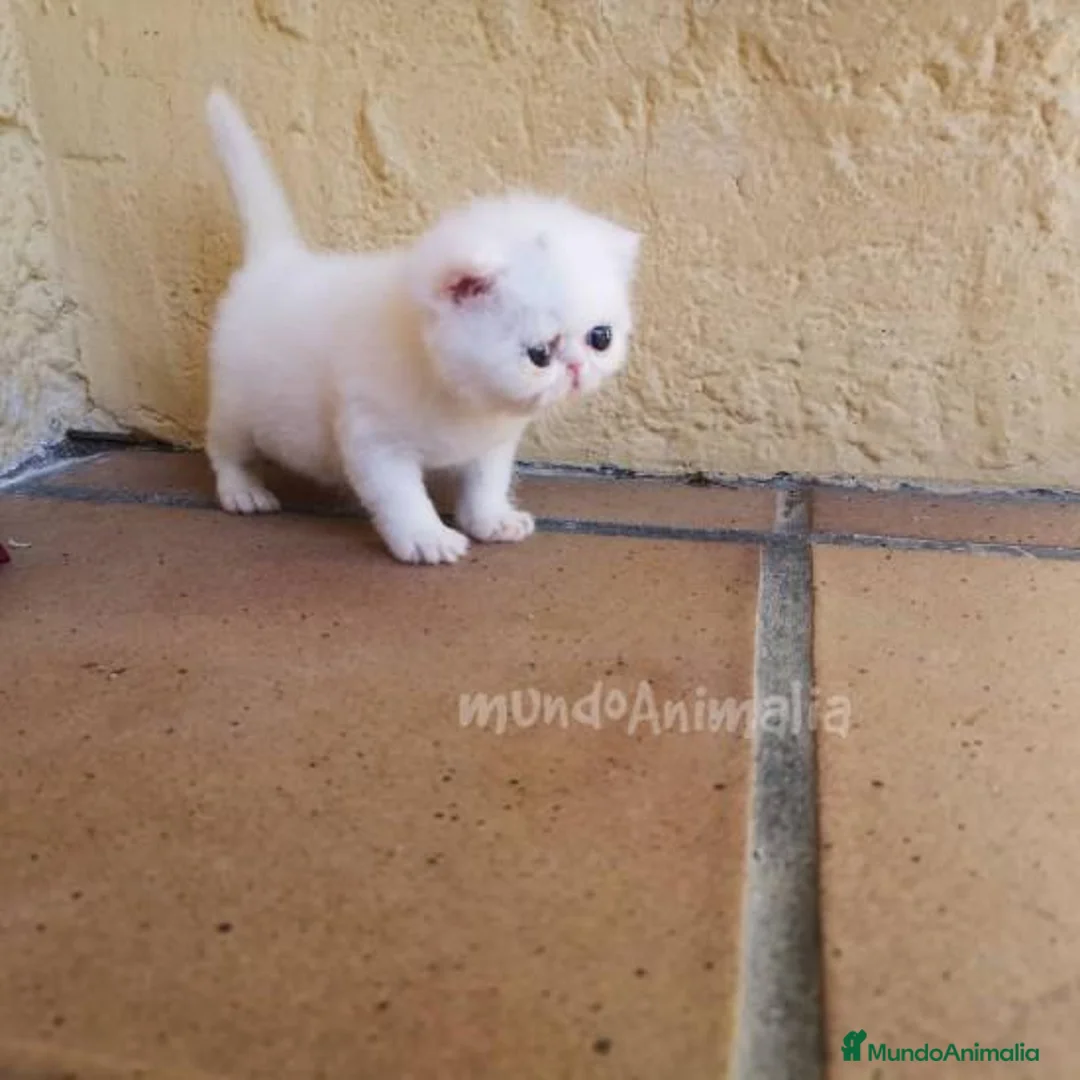 Imagen de galería {{count}}