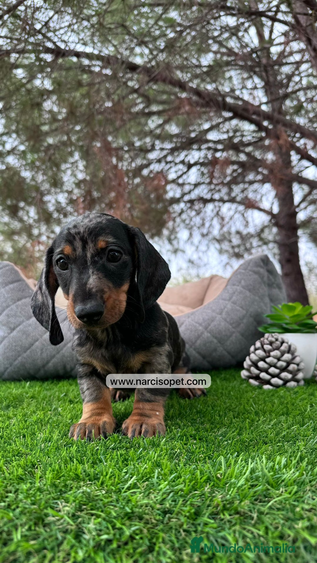 Teckel Miniatura perros en venta: VENTA DE TECKEL ARLEQUIN - Imagen 3