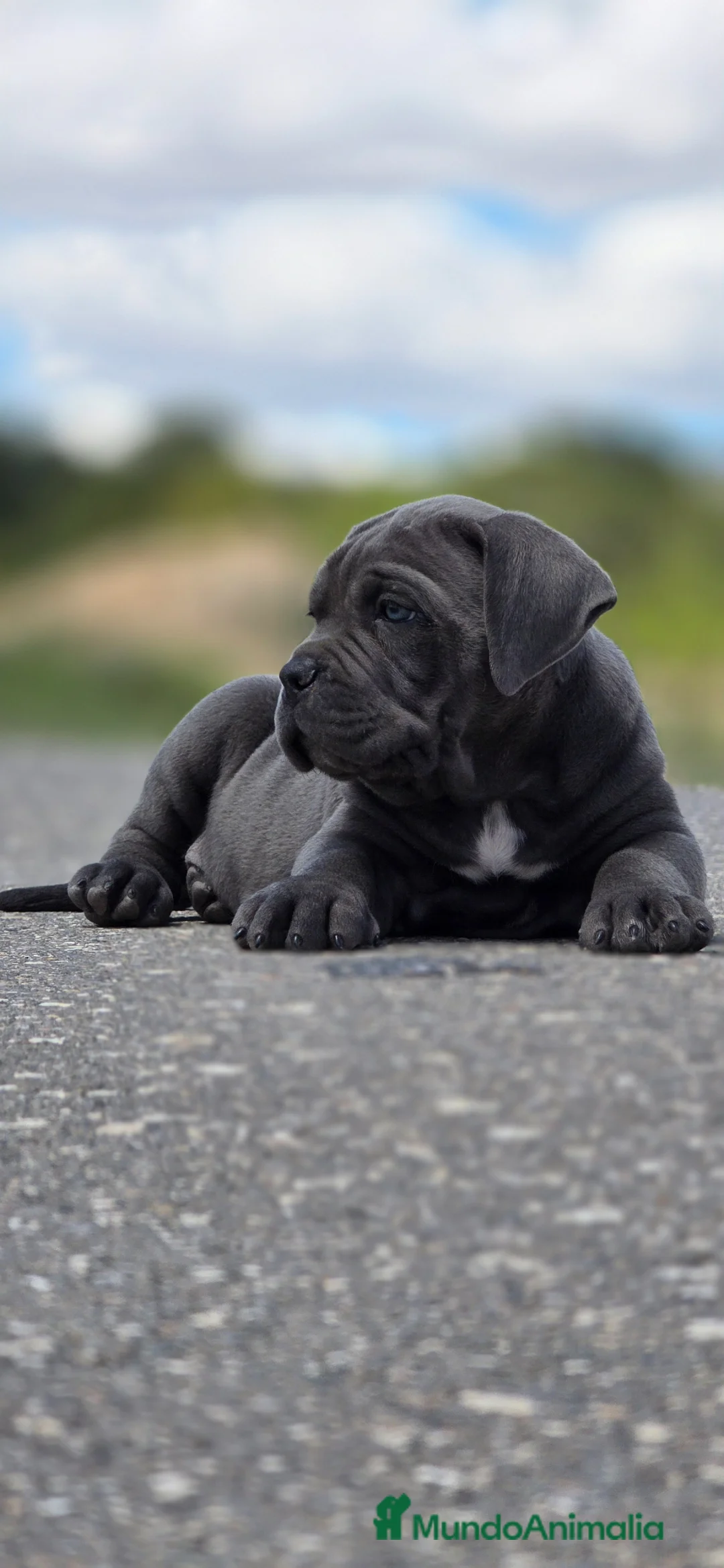 Cane Corso perros en venta: cachorros de cane corso - Anuncio 2