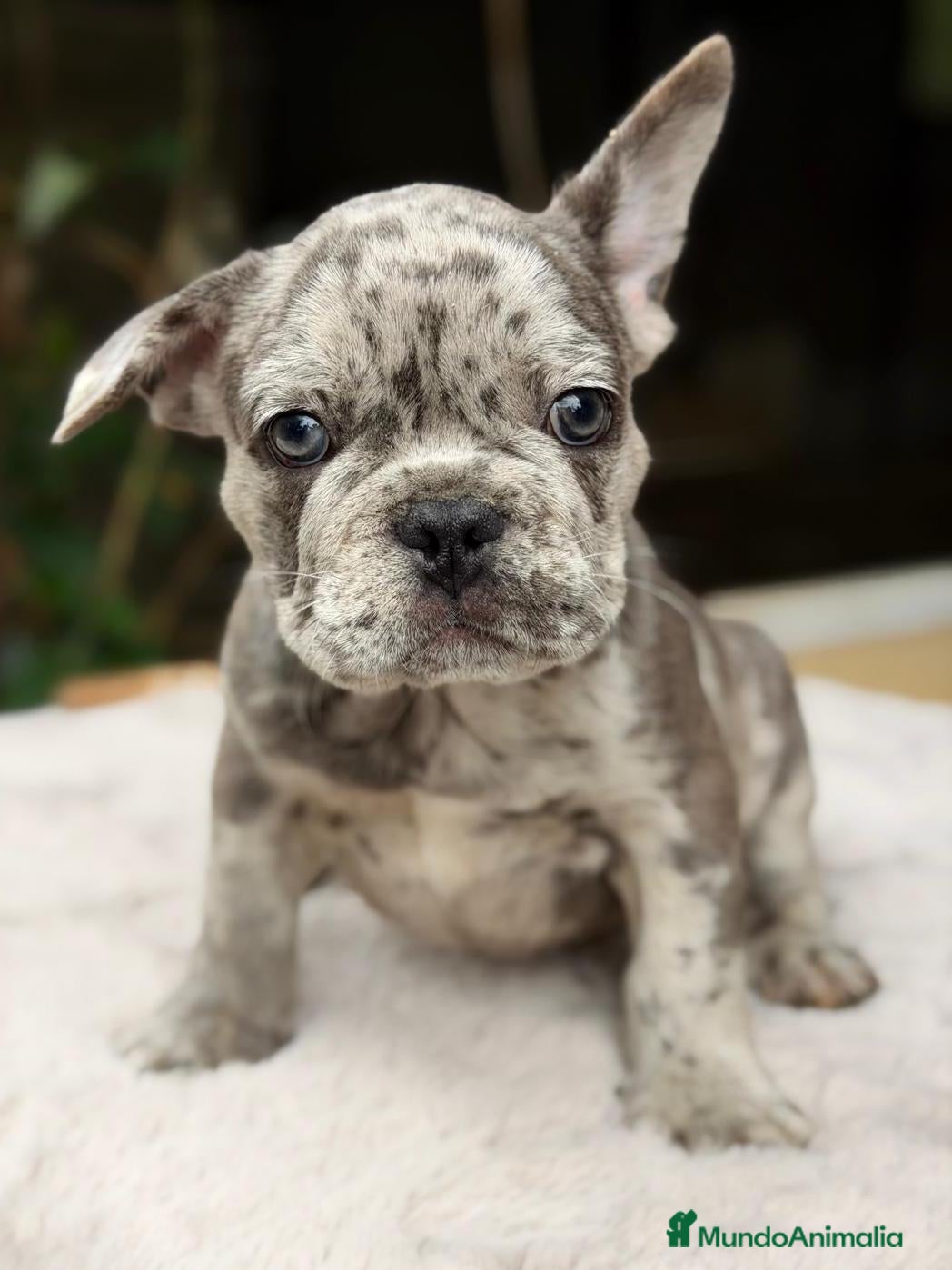 Bulldog Francés perros BULLDOG FRANCÉS MERLÉS - Anuncio 2