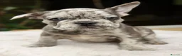 Bulldog Francés perros en venta: BULLDOG FRANCÉS MERLÉS - Anuncio 1
