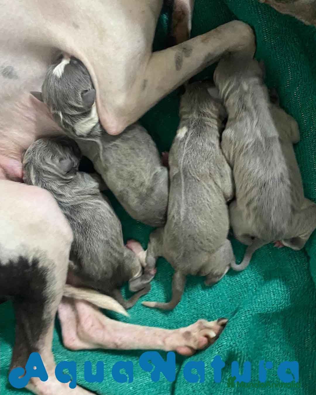 Pequeño Lebrel Italiano perros en venta: Camada Lebrel Italiano de BN y Omega AQUANATURA - Imagen 8