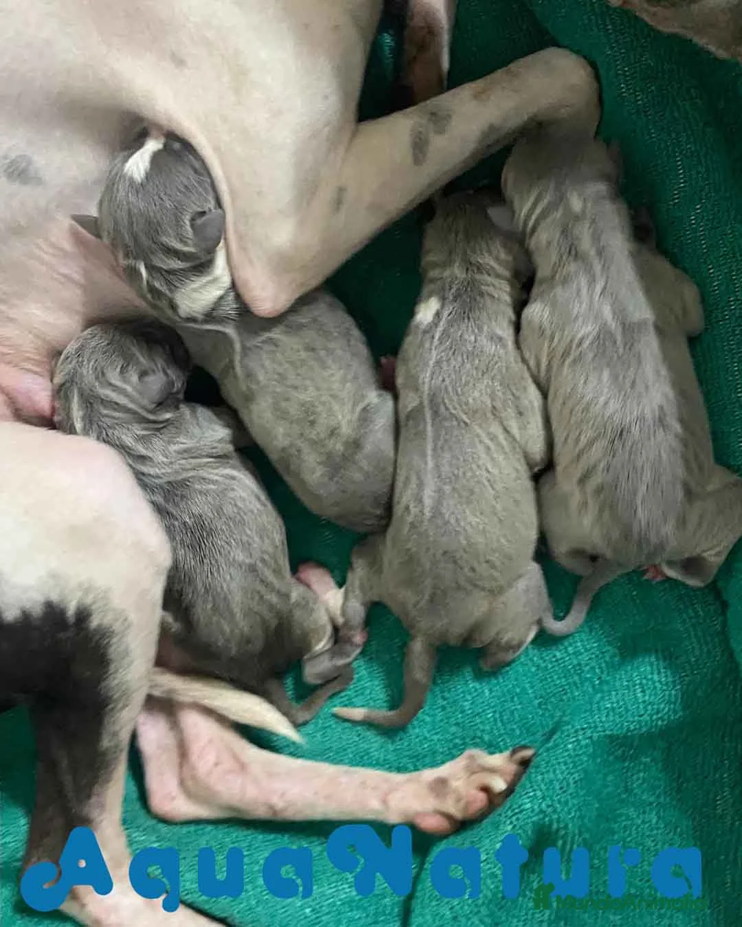 Pequeño Lebrel Italiano perros en venta: Camada Lebrel Italiano de BN y Omega AQUANATURA - Anuncio 8