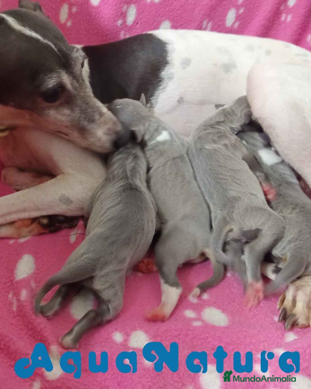 Pequeño Lebrel Italiano perros en venta: Camada Lebrel Italiano de BN y Omega AQUANATURA - Imagen 5