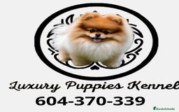 Maltipoo perros en venta: Maltipoo macho apricot  - Imagen 4