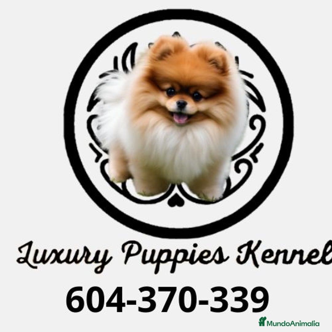 Maltipoo perros en venta: Maltipoo macho apricot  - Imagen 4