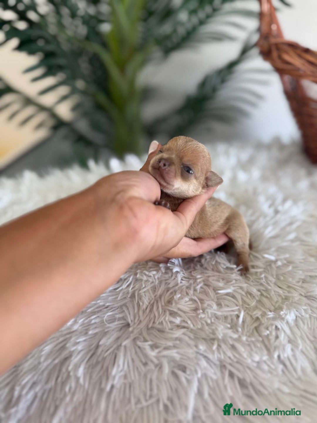 Chihuahua perros en venta: CHIHUAHUA MACHO CANELA - Imagen 9