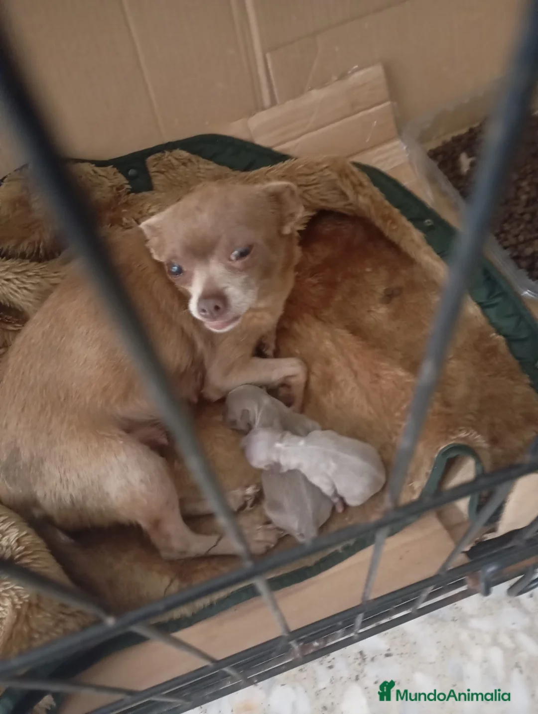 Chihuahua perros en venta: Chihuahuas disponibles cabeza de manzana - Anuncio 1