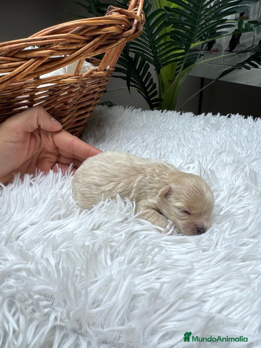 Maltipoo perros en venta: MALTIPOO HEMBRA - Anuncio 11