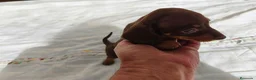 Teckel Miniatura perros en venta: TECKELS MINIATURAS PRECIOSA CAMADA  - Anuncio 10