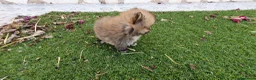 Pomerania perros en venta: Pomerania Toy Top  - Anuncio 26