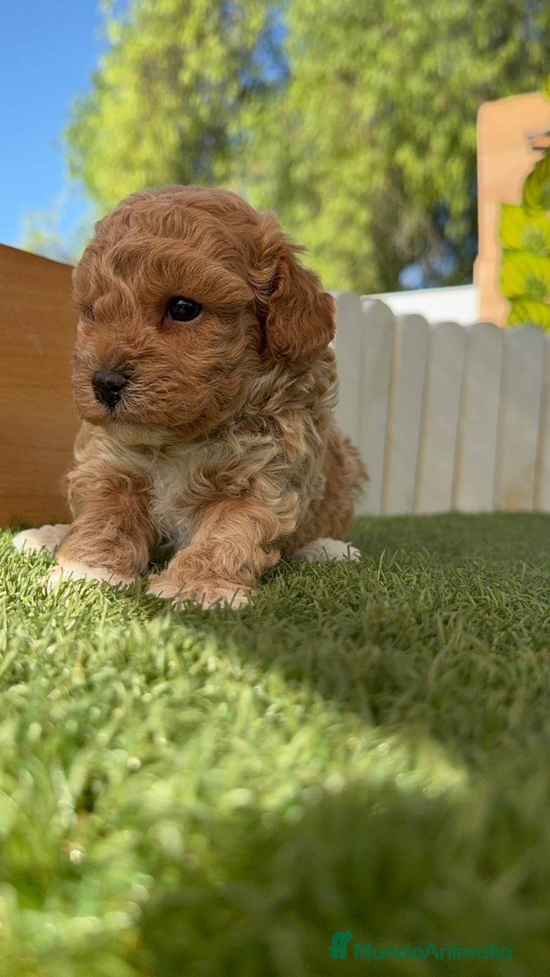 Caniche Toy perros en venta: CANICHE TOY MACHO - Imagen 3