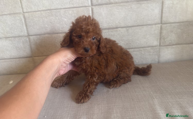 Caniche Toy perros - Propaganda 13