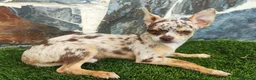 Chihuahua perros en venta: CHIHUAHUA MACHO CHOCOLATE MERLE - Anuncio 2