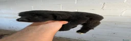 Pastor del Cáucaso perros en venta: Pastor del Caucaso de excelente línea  - Anuncio 3