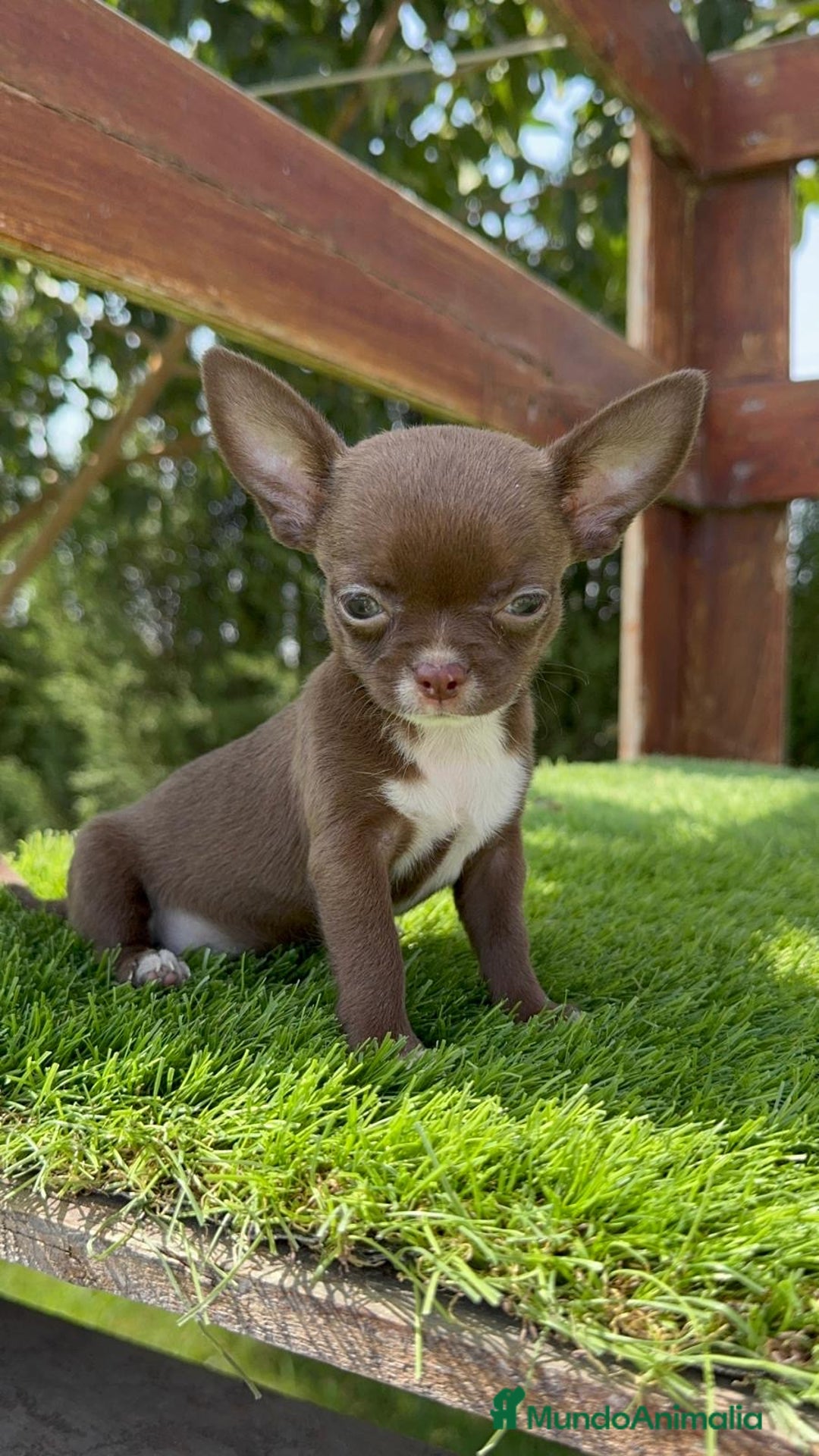 Chihuahua perros en venta: CHIHUAHUA HEMBRA - Imagen 1