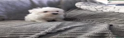 Bichón Maltés perros en venta: Bichon Maltés linea américana - Anuncio 2