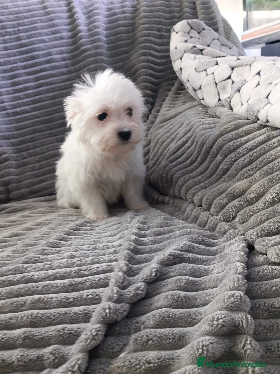 Bichón Maltés perros en venta: Bichon Maltés linea américana - Anuncio 2