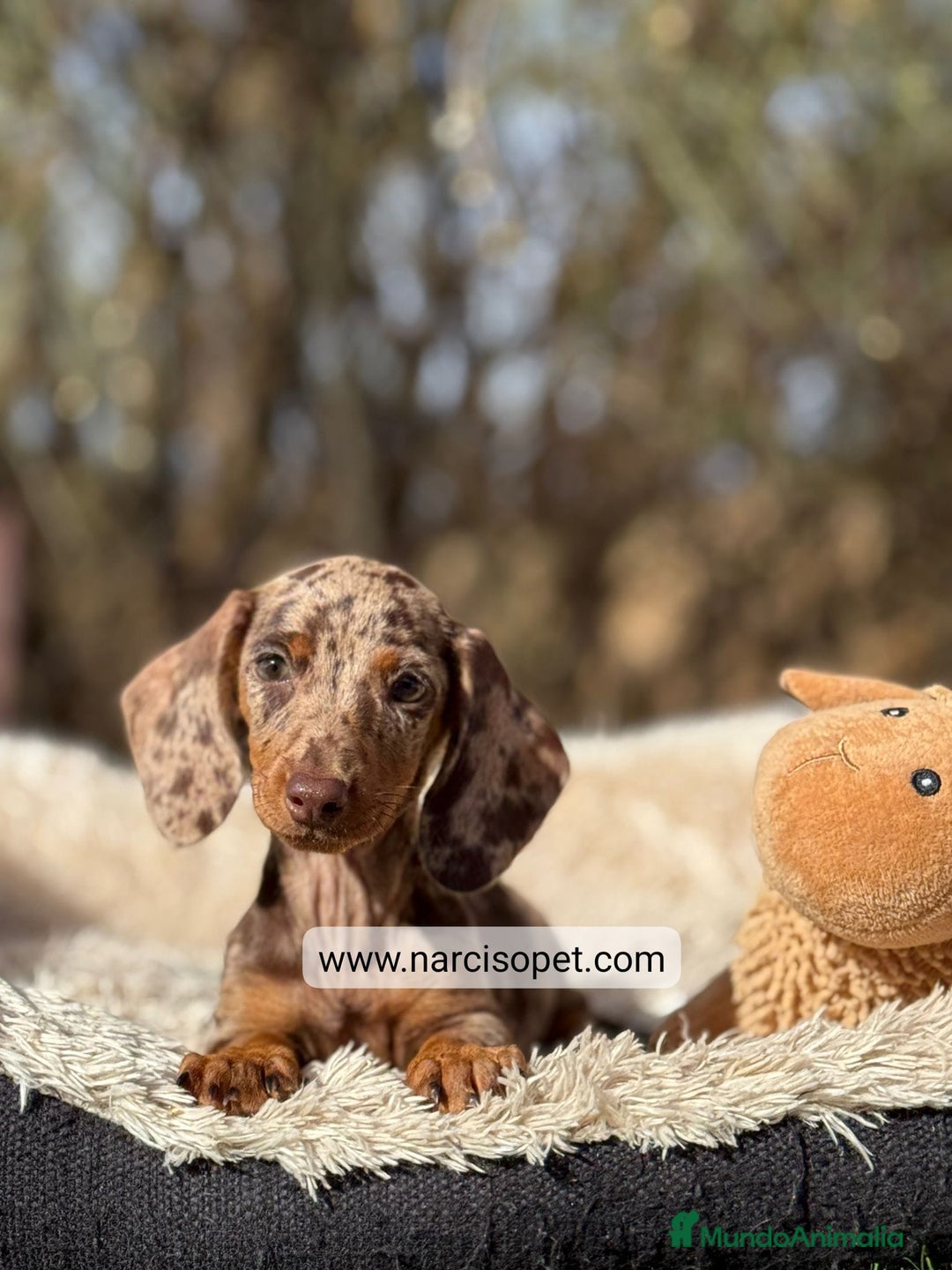 Teckel Miniatura perros en venta: TECKEL ARLEQUIN KANINCHEN - Imagen 5