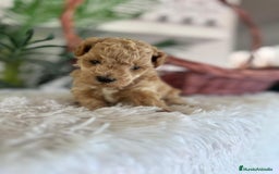 Caniche Toy perros en venta: CANICHE TOY MACHO - Imagen 5