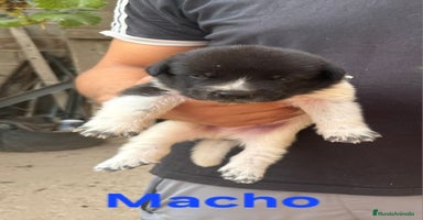Mastín Español perros - Anuncio 4