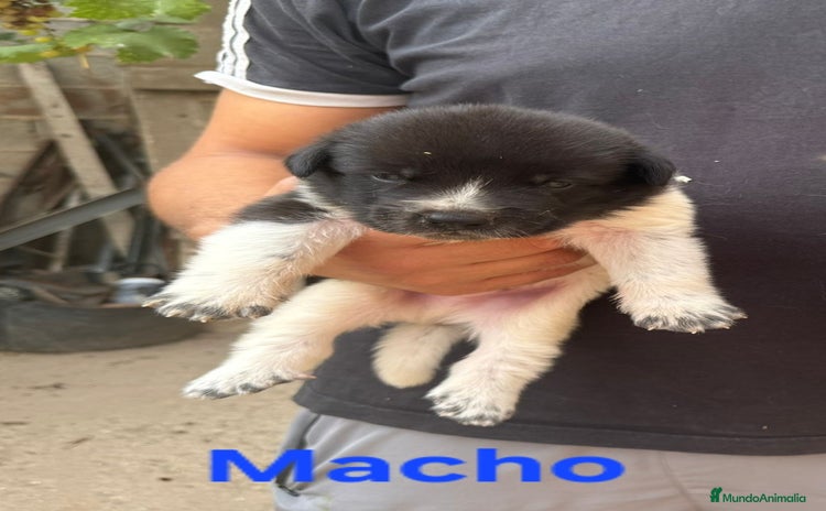 Mastín Español perros - Anuncio 2