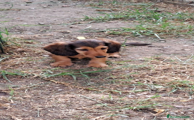 Teckel Miniatura perros - Anuncio 1