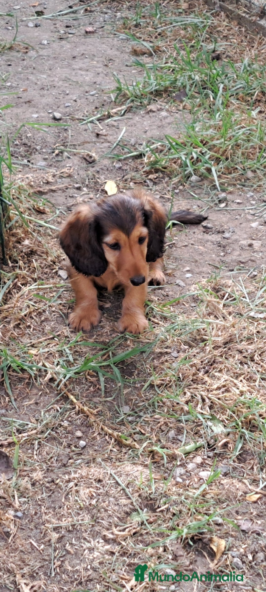 Teckel Miniatura perros en venta: Teckel de pelo largo  - Imagen 1