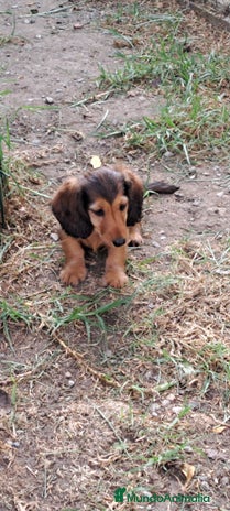 Teckel Miniatura perros - Anuncio 4