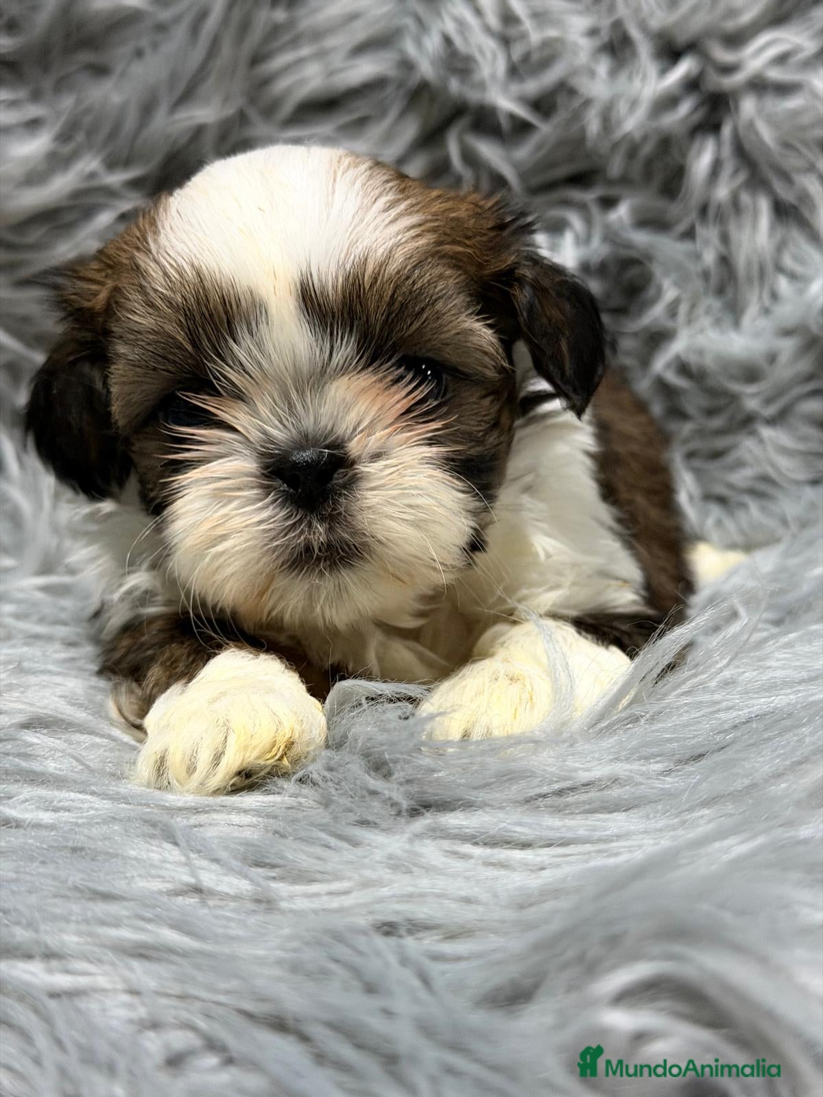 Shih Tzu perros SHIH TZU MACHOS DISPONIBLES - Anuncio 1