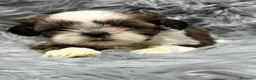 Shih Tzu perros en venta: SHIH TZU MACHOS DISPONIBLES - Anuncio 1