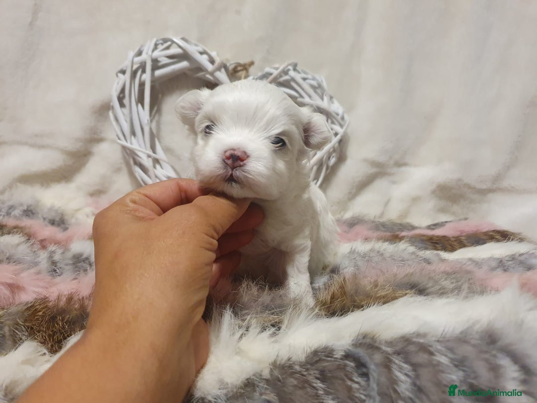 Bichón Maltés perros en venta: Bichones Malteses   - Imagen 3